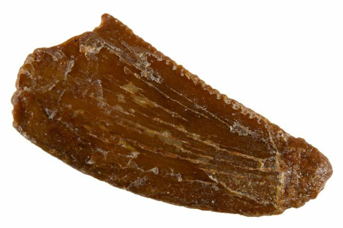 Bargain, Raptor Tooth - Real Dinosaur Tooth #305492
